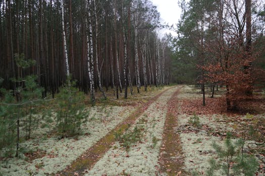 peaceful forest trail