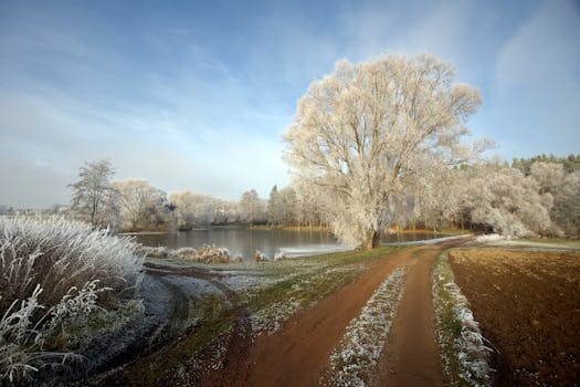 serene forest path