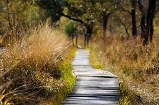 nature walk in a peaceful park