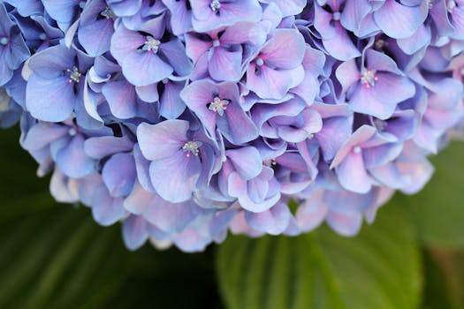 beautiful garden filled with flowers