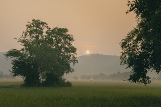 peaceful nature setting