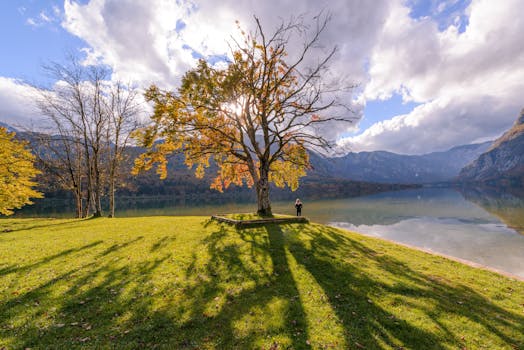 a peaceful park scene