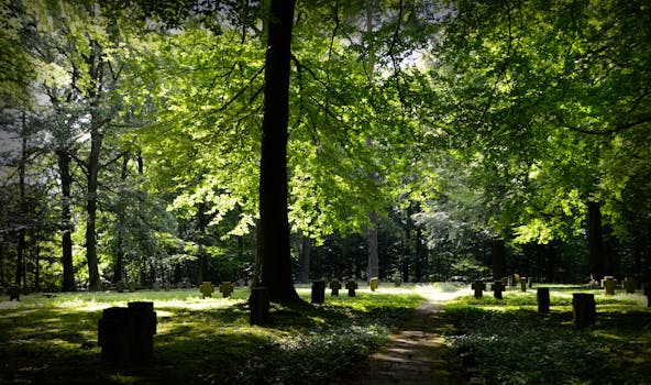 peaceful park scene