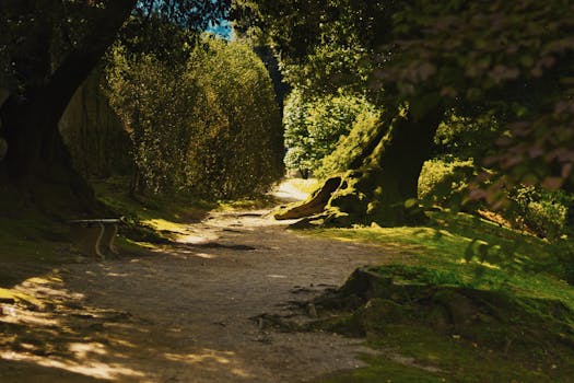 A peaceful hiking trail surrounded by trees