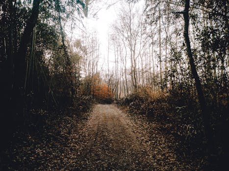 calm nature trail surrounded by trees