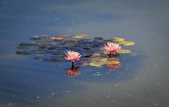 peaceful garden with flowers