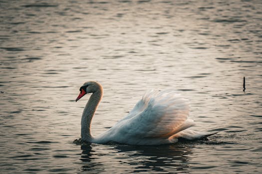 tranquil nature scene