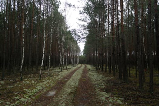 peaceful forest path