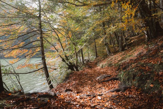 A quiet forest path perfect for hiking